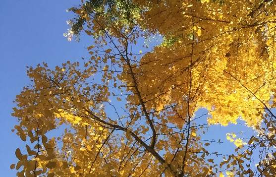 北京工商登記注冊公司的程序如何操作？